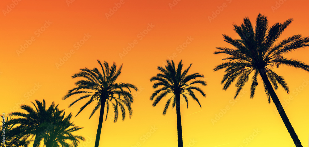 Row of tropical palm trees against a sunset sky. Silhouette of tall palm trees. Tropical evening landscape. Horizontal banner