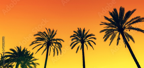 Row of tropical palm trees against a sunset sky. Silhouette of tall palm trees. Tropical evening landscape. Horizontal banner