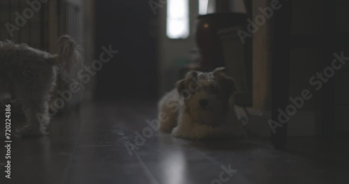 Ungraded 4k footage of a small, white and brown puppy in a dark room with natural lighting in Washington State. photo