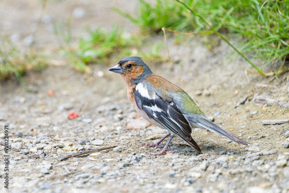 A male Common Chaffinch standing on the ground A male Common Chaffinch standing on the ground