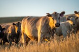 stud wagyu cows and bull in a sustainable agriculture field in summer. fat cow in a field. mother cow with baby at sunset