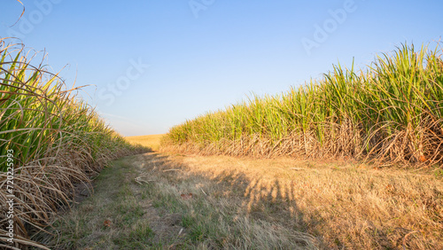 Farm Sugar Cane Fire Break Green Crops Landscape