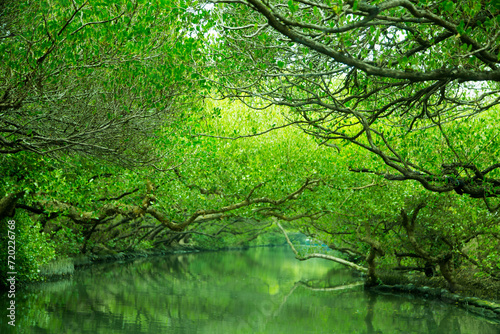 Tunnel of trees lining the green lake surface.