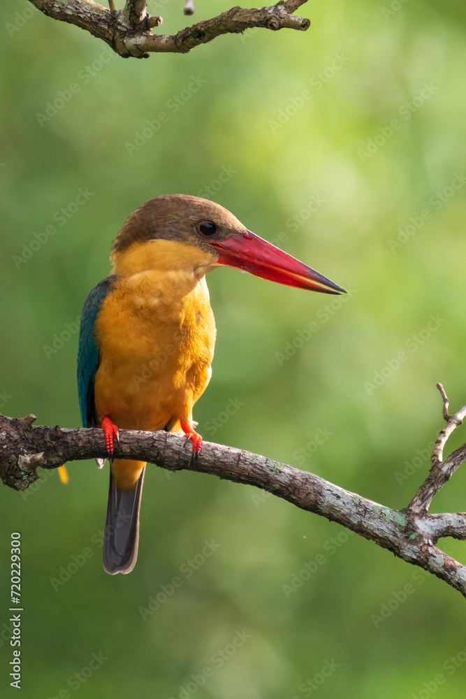 Close up image of Stork-billed kingfisher perching on the tree. Close up image of Stork-billed kingfisher perching on the tree.