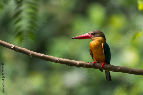 Close up image of Stork-billed kingfisher perching on the tree.