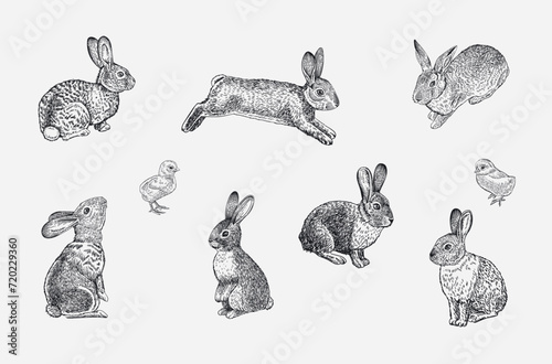 Bunnies set. Vector vintage classic illustration. Black and white