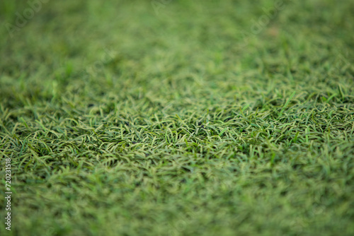 Close up of green grass texture for course or sport background.