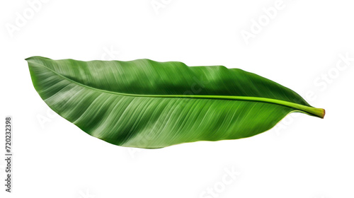 Fresh green banana leaves  isolated on transparent and white background.PNG image.
