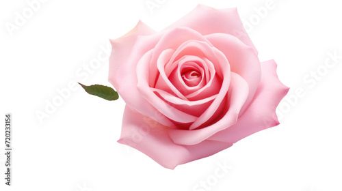 beautiful pink rose blossom isolated on white background