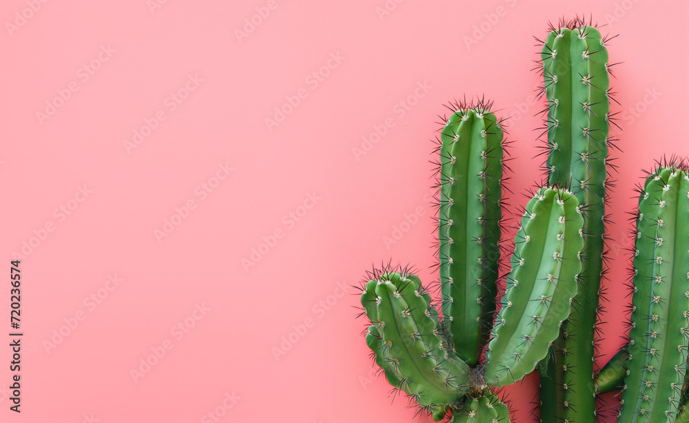 Green cactus on a pastel pink background. Green cactus on a pastel pink background.