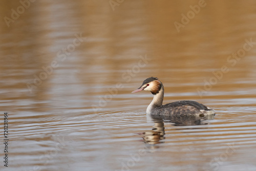 Great Crested Grebe (Podiceps cristatus) on a lake at Westhay Moor on the Somerset Levels in Somerset, United Kingdom. © JeremyRichards