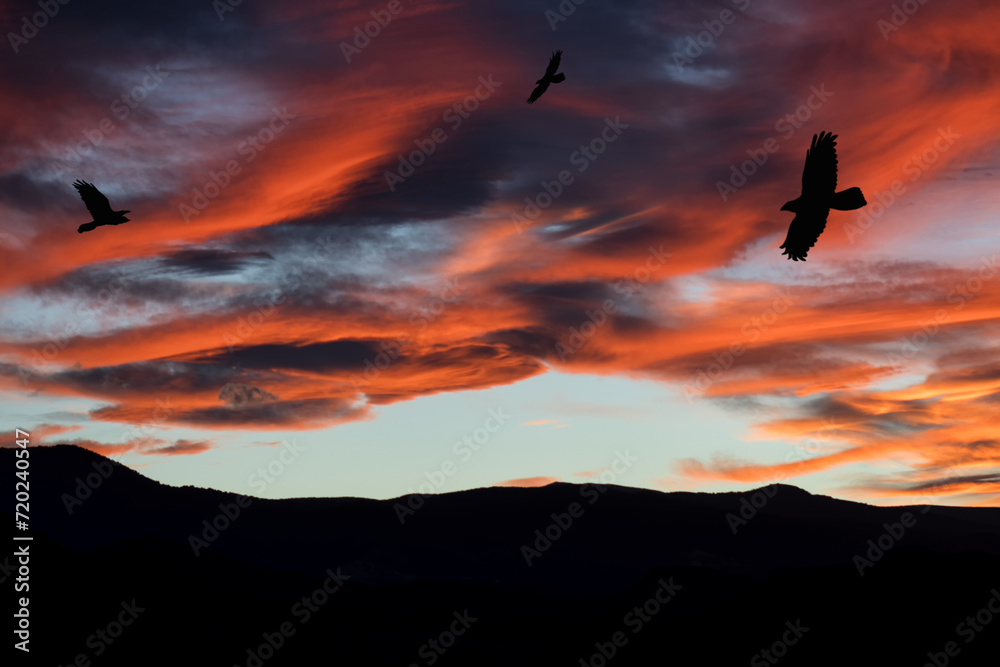 Sunset landscape with flying birds. Nature and meadow. Sunset landscape with flying birds. Nature and meadow.