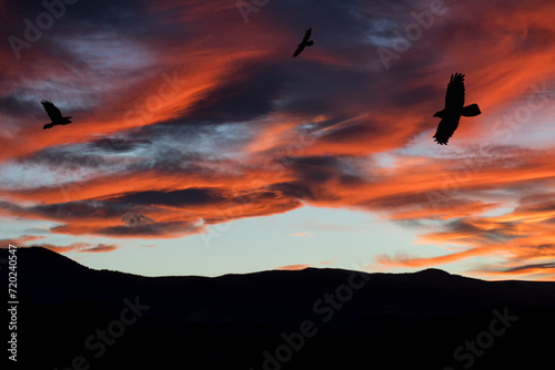 Sunset landscape with flying birds. Nature and meadow.