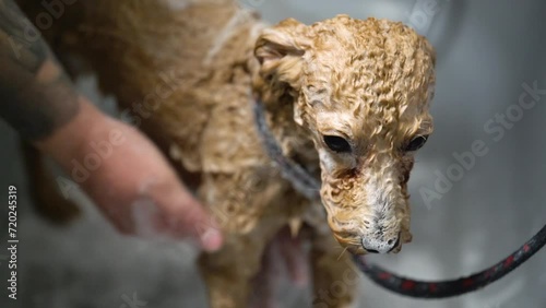A toy poodle dog is washed in a bathtub in an animal grooming salon.