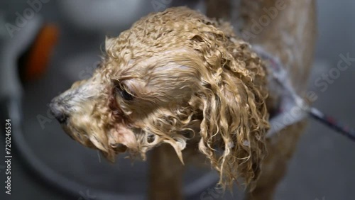 A toy poodle dog is washed in a bathtub in an animal grooming salon.