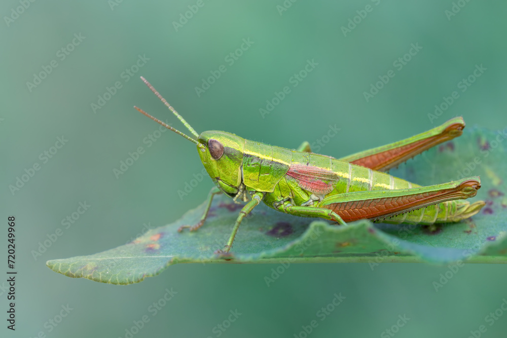 Close-up of a small gold grasshopper (Euthystira brachyptera ). Natural detailed closeup on a colorful green Small Gold Grasshopper. Close-up of a small gold grasshopper (Euthystira brachyptera ). Natural detailed closeup on a colorful green Small Gold Grasshopper.