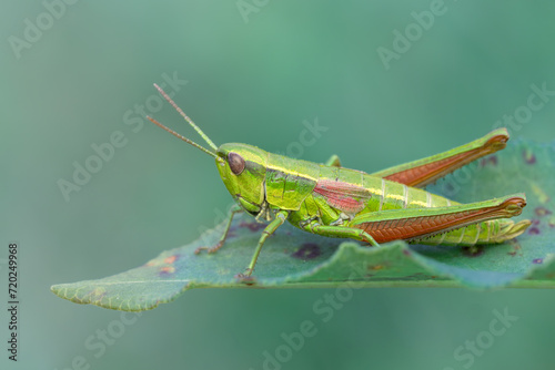Close-up of a small gold grasshopper (Euthystira brachyptera ). Natural detailed closeup on a colorful green Small Gold Grasshopper.