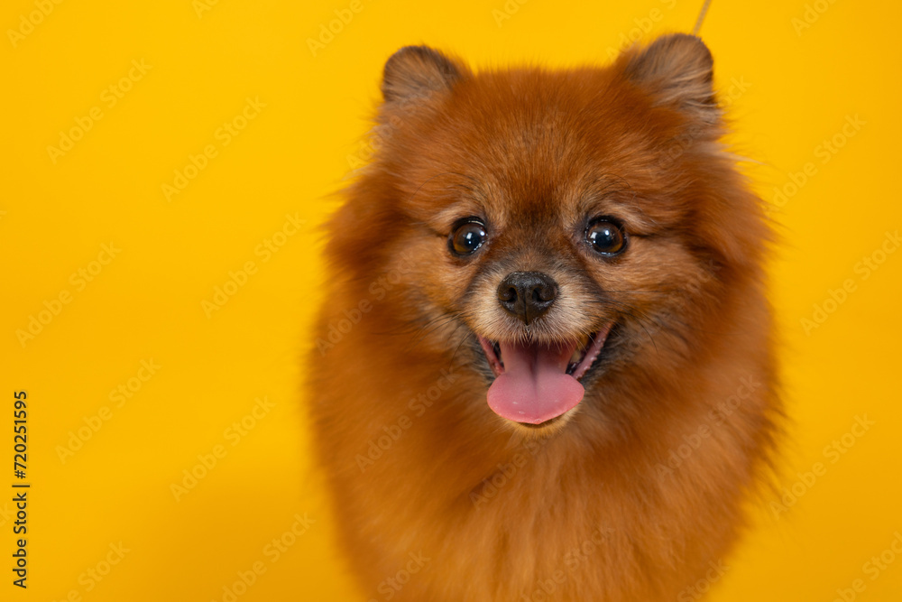 Cute small pomeranian spitz, dog on a walk. An orange pomeranian spitz on the bright yellow background.