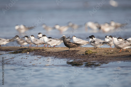 Lesser noddy bird at fishing hunt along with common terns photo
