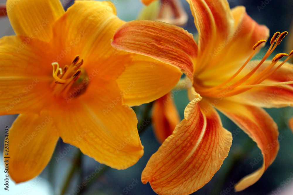 lily flower orange closeup background beautiful macro two flower heads lily flower orange closeup background beautiful macro two flower heads
