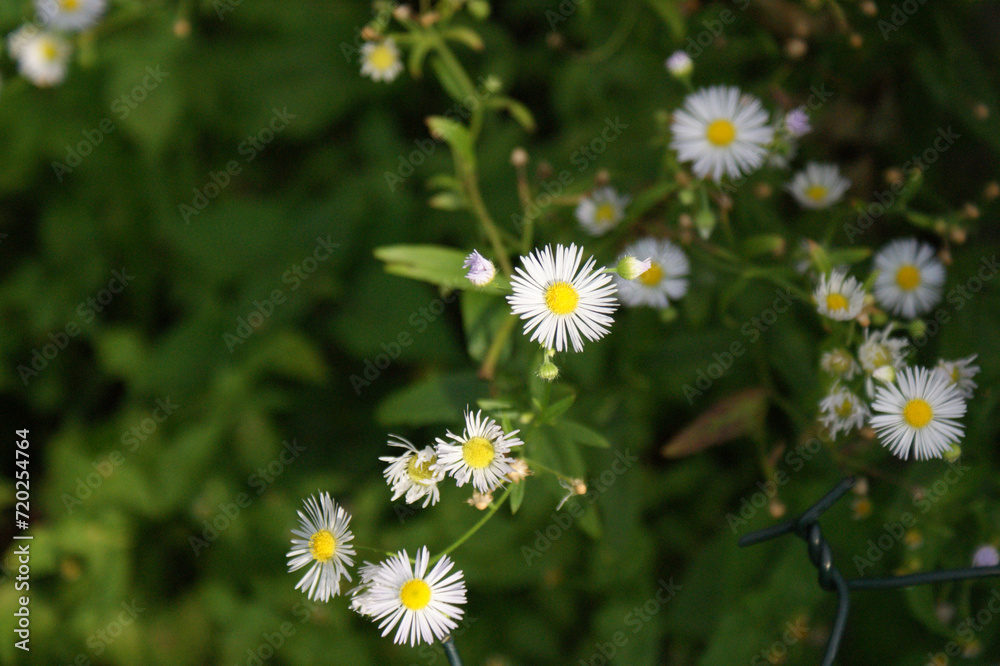 Obraz premium white-yellow chamomile flowers in a daisy meadow field