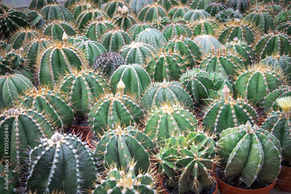Dense of Ferocactus or Barrel Cactus cacti spiky ribbed barrel spherical shape large spines and small flowers on display tropical botanic garden in Nha Trang, Vietnam, house plants Dense of Ferocactus or Barrel Cactus cacti spiky ribbed barrel spherical shape large spines and small flowers on display tropical botanic garden in Nha Trang, Vietnam, house plants
