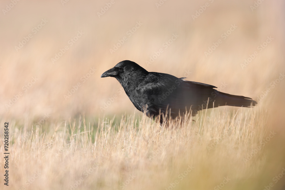 Naklejka premium Carrion Crow (Corvus corone). Black bird in natural habitat. Smart black bird. Single bird.