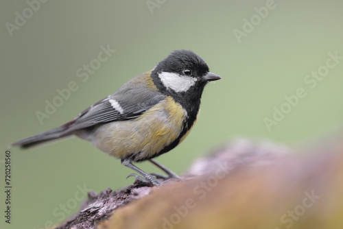 Great tit (Parus major). Great tit (Parus major) is a passerine bird. Small and common garden bird with vibrant colors perched. Bird in natural habitat.