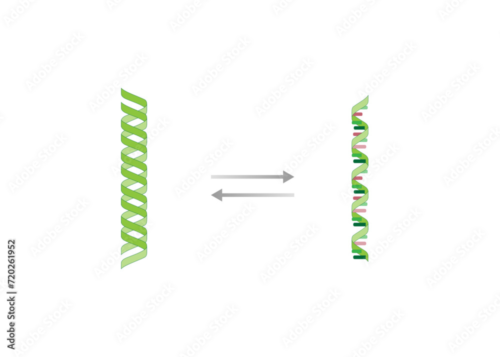 Transcription, DNA is converted into a mRNA. Reverse Transcription, mRNA is converted into a DNA. Genetic code. Vector illustration. Transcription, DNA is converted into a mRNA. Reverse Transcription, mRNA is converted into a DNA. Genetic code. Vector illustration.