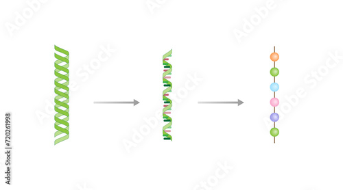 Transcription and Translation. DNA, mRNA and Protein synthesis. DNA is converted into a mRNA and mRNA directs protein synthesis. Genetic code. Vector illustration.