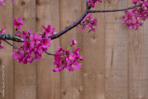Vibrant Cherry Blossoms with Wooden Backdrop in spring time