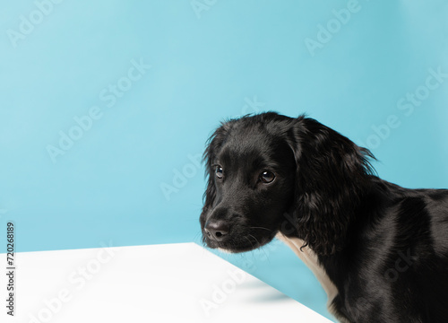 Black Sprocker Spaniel Puppy at a white table Studio Shot on blue  