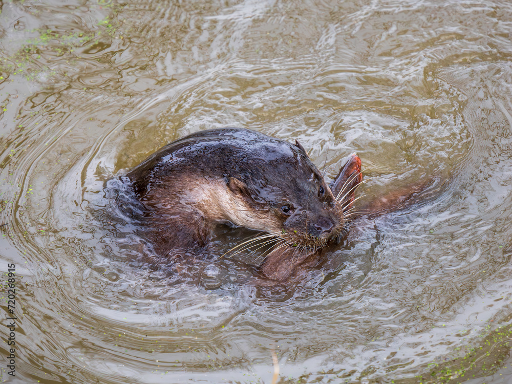 Fototapeta premium Otter Playing in a Lake