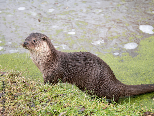 Otter on a Grass Bank