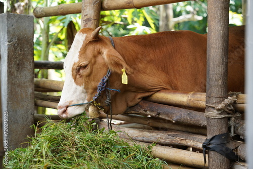 Fototapeta Naklejka Na Ścianę i Meble -  Local cow in the cage eating fresh grass