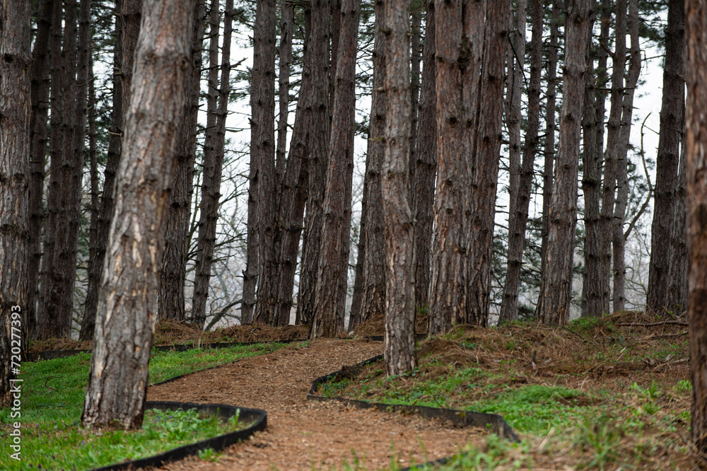 A path curves through a green forest A path curves through a green forest