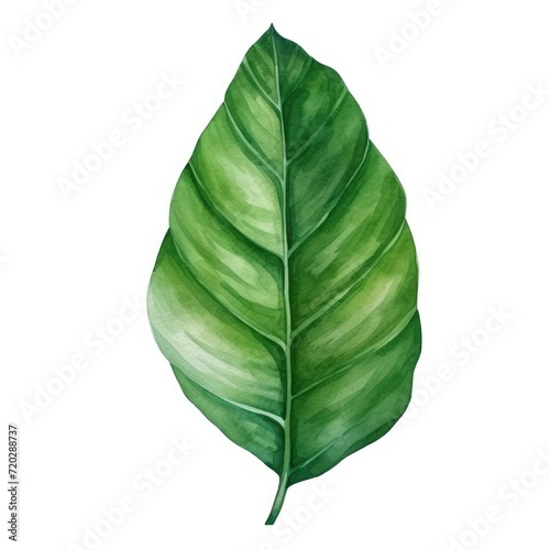 Watercolor illustration of a single, vivid green leaf resting on a smooth, white background.