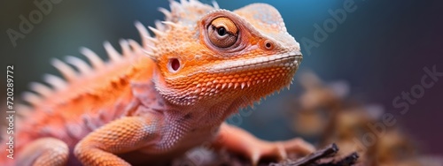 Animal photography  - Close up of chameleon reptile