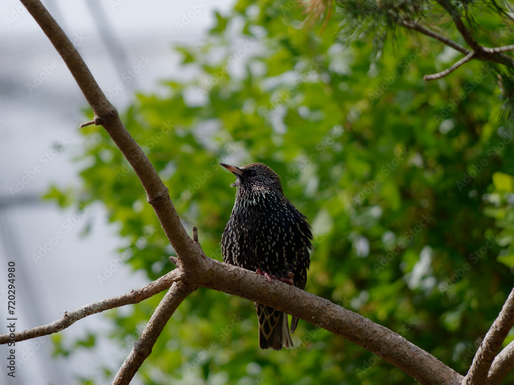 The common starling (Sturnus vulgaris), also known as the European starling in North America and simply as the starling in Great Britain and Ireland The common starling (Sturnus vulgaris), also known as the European starling in North America and simply as the starling in Great Britain and Ireland