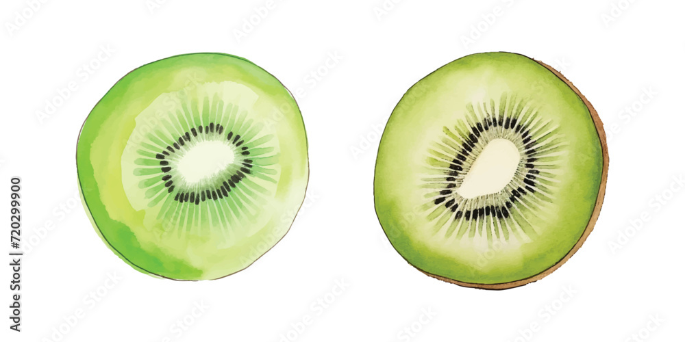 Fototapeta premium kiwi fruit watercolor vector illustration