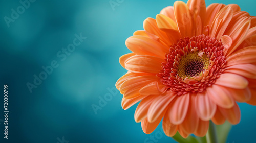 Gerbera flower close up