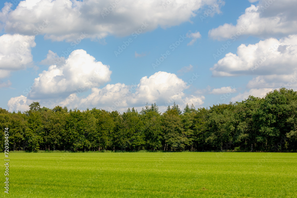 Beginning of Autumn landscape view, Green meadow and the wood under blue sky and sunlight in the afternoon, Grass field and the  pine trees in the forest, Countryside of Netherlands, Nature background