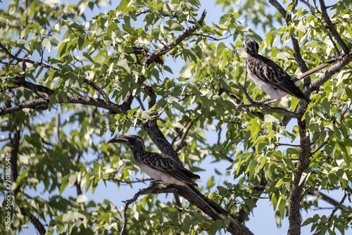 African Gray Black-billed Toko in the foliage of a tree in natural conditions in Kenya National Park