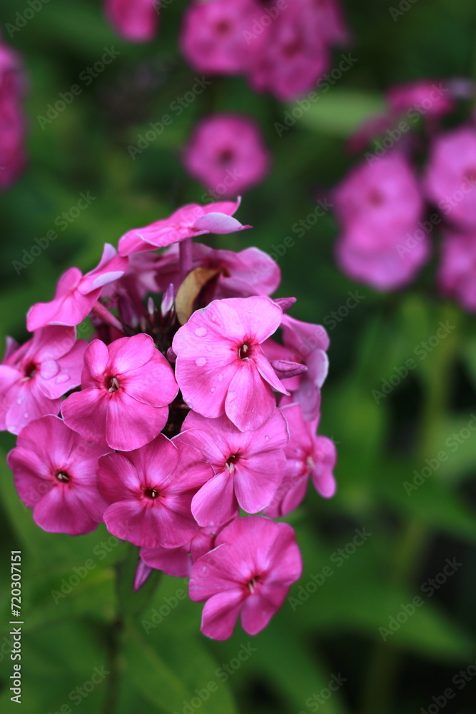 purple phlox flower for the whole frame 