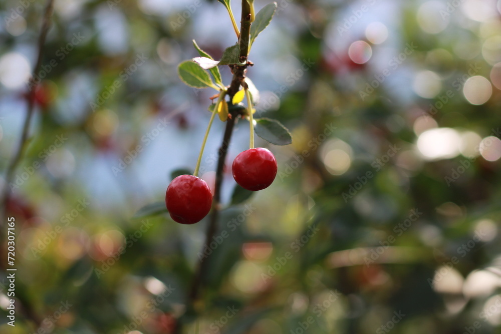 The red cherry on the branch is large