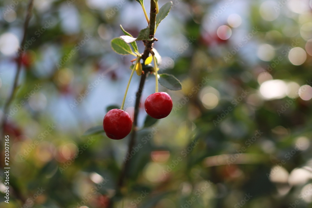 The red cherry on the branch is large The red cherry on the branch is large