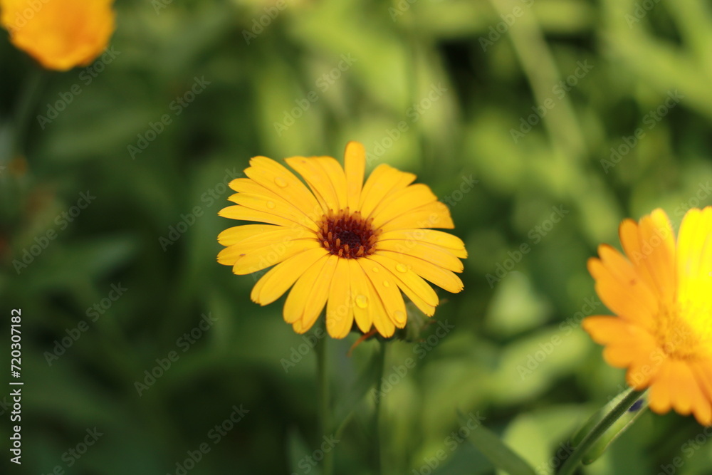 an orange flower is large on a background of green grass an orange flower is large on a background of green grass