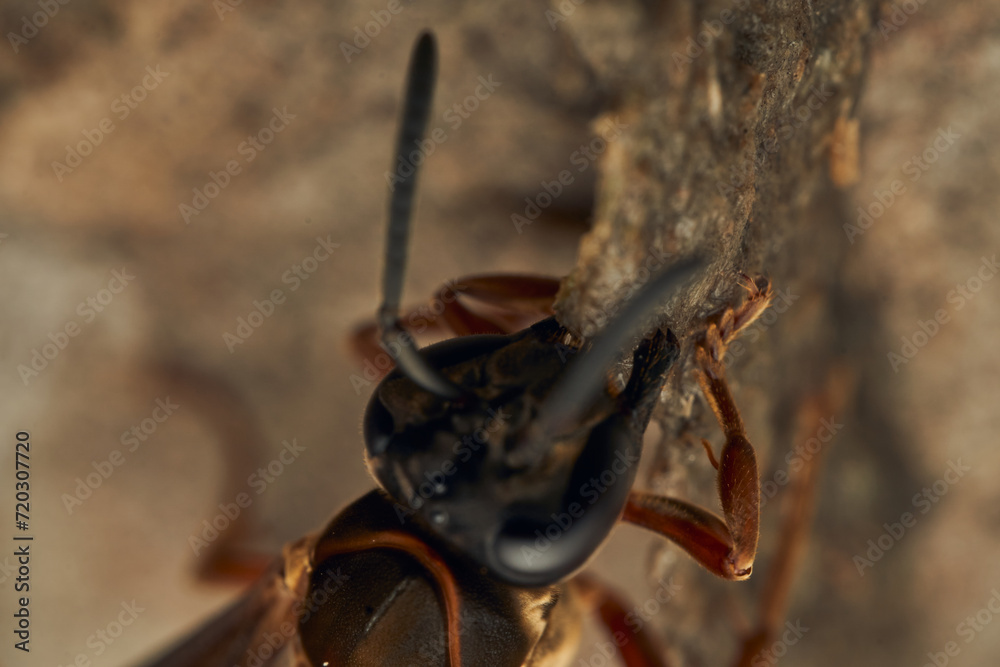 Black and yellow wasps building their diaper Black and yellow wasps building their diaper