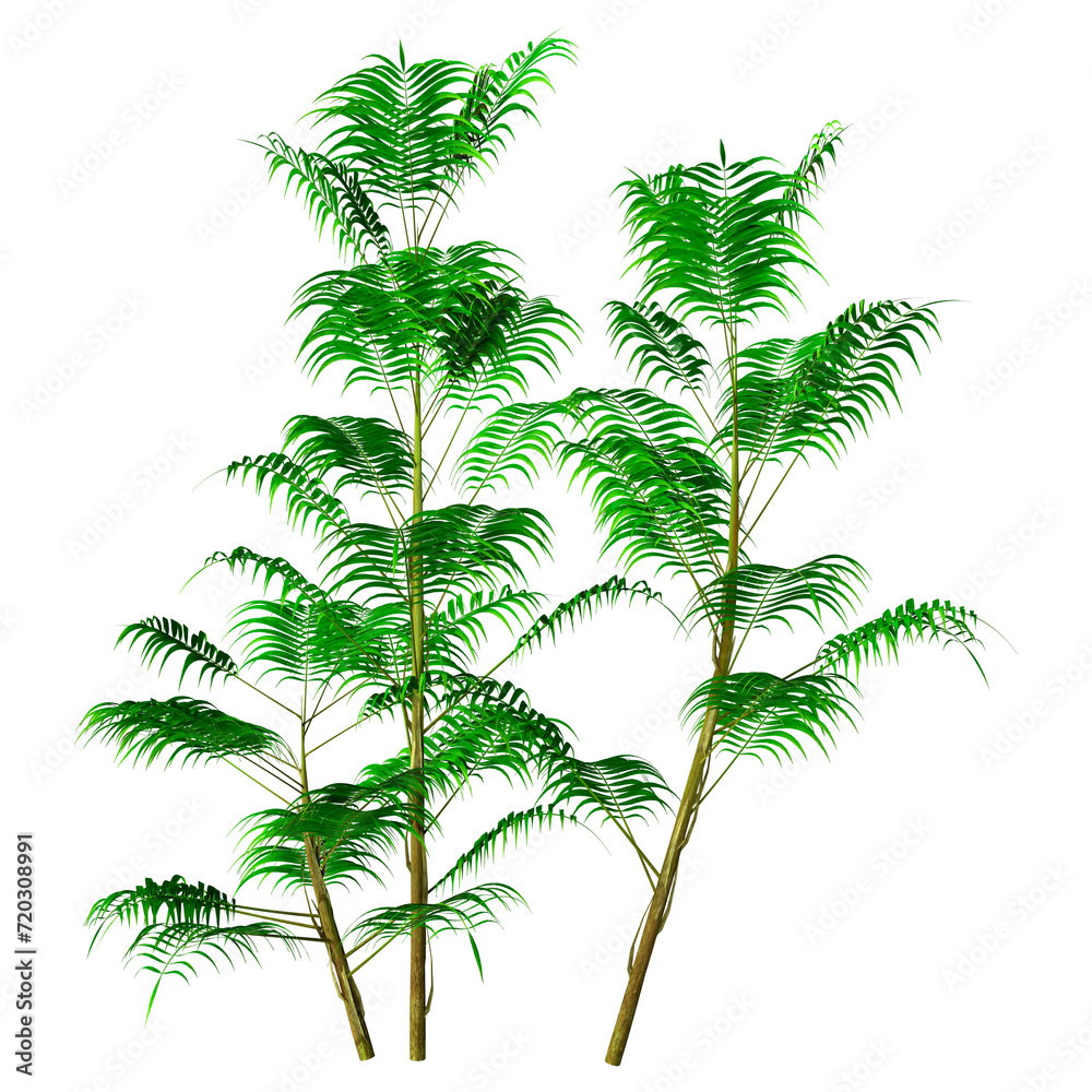 3D Rendering Bamboo Palm Trees on White