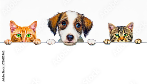 A cute drawn cats and dog puppy peeking out from behind a white blank banner. on white background, copy space.Mockup,advertisement.